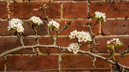 Pear blossom in the walled garden growing along the wall